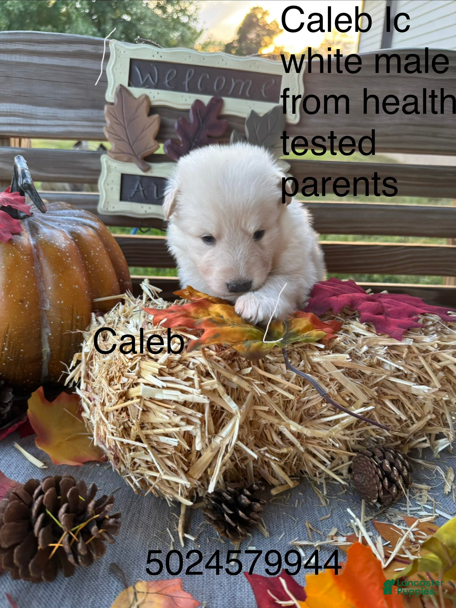 German Shepherd dogs Caleb  - Ad 12
