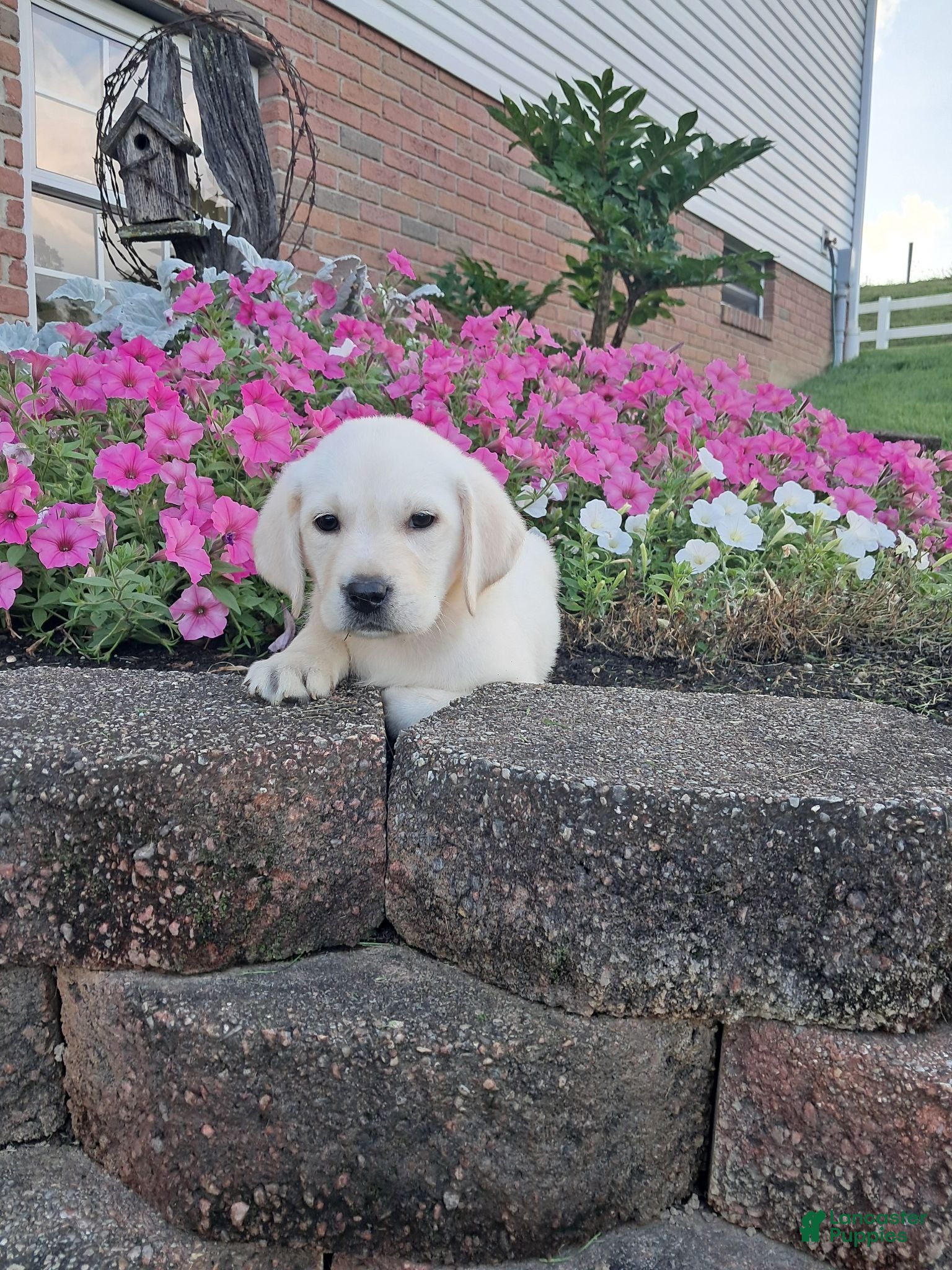Labrador Retriever dogs Dustin - Ad 2