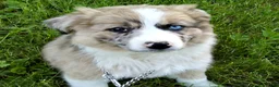 Australian Shepherd dogs for sale: Kayla - Ad 4