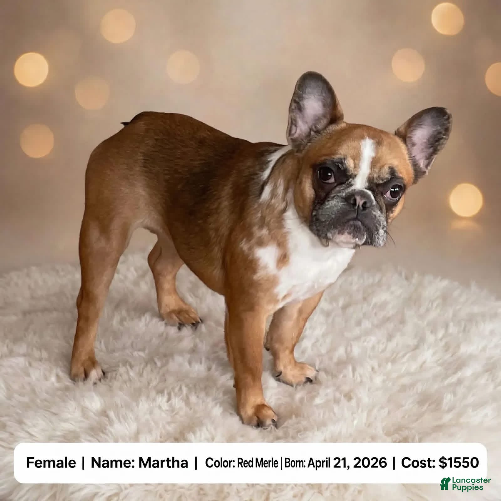French Bulldog dogs Martha - Ad 1