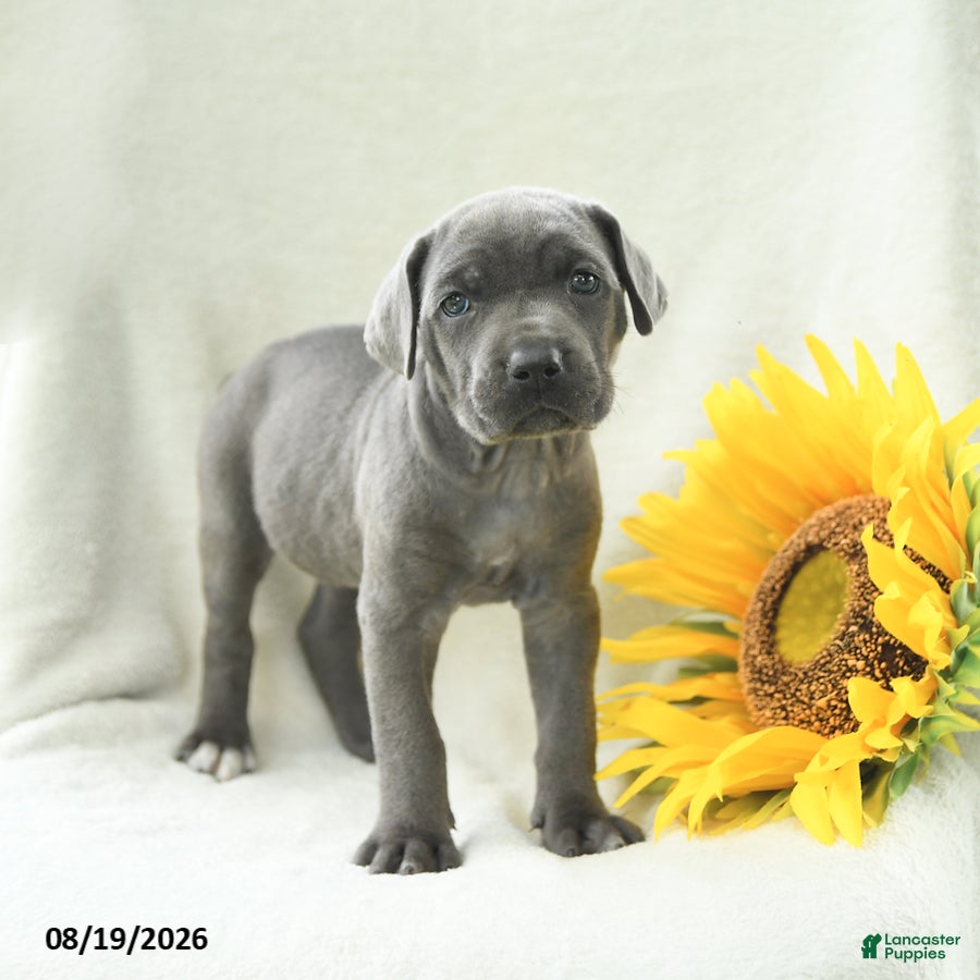 Cane Corso dogs Bluebell - Ad 1