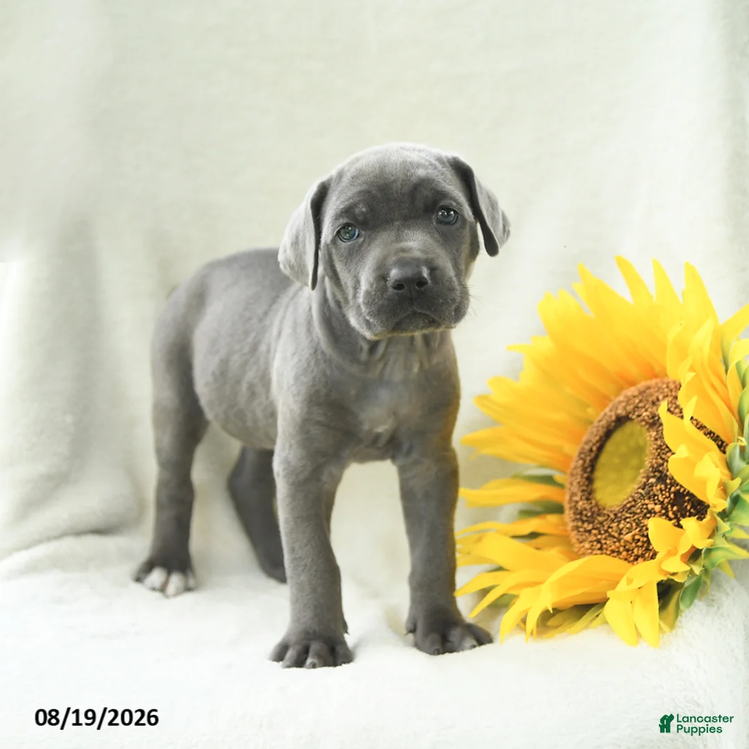 Cane Corso dogs for sale: Bluebell - Ad 1