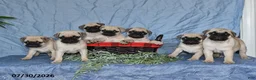 Pug dogs for sale: Brady - Ad 3