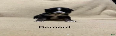 Bernard