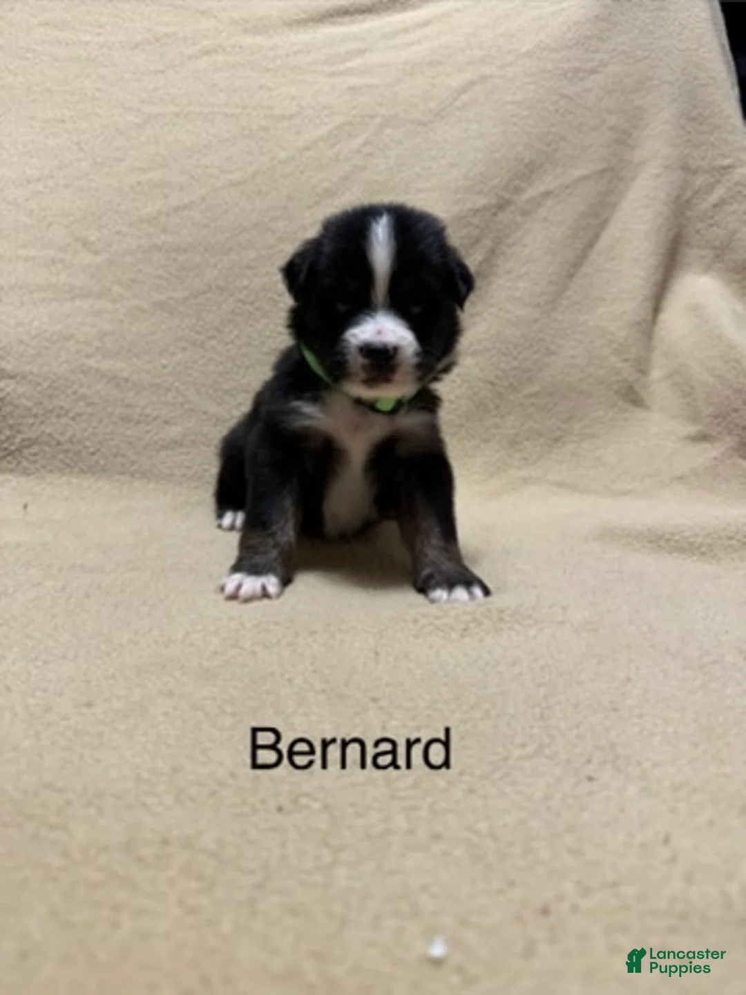 Miniature Australian Shepherd dogs for sale: Bernard - Ad 1