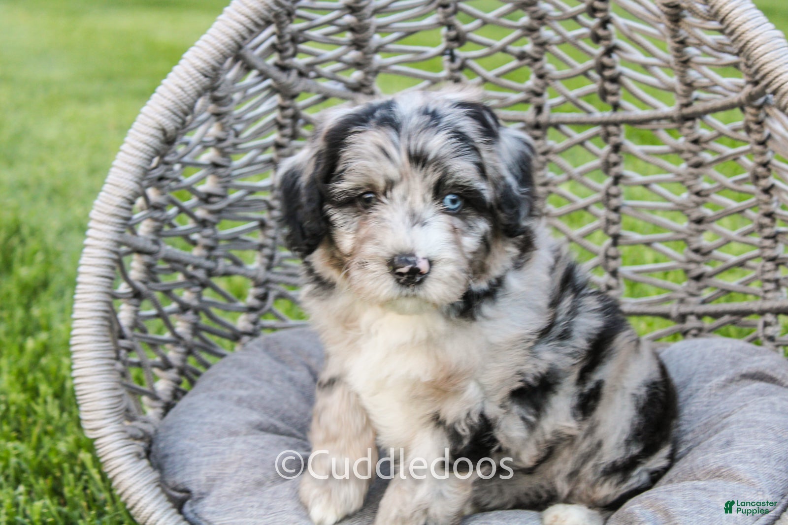 Mini Sheepadoodle dogs Iris - Ad 1