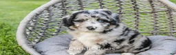Sheepadoodle dogs for sale: Iris - Ad 1