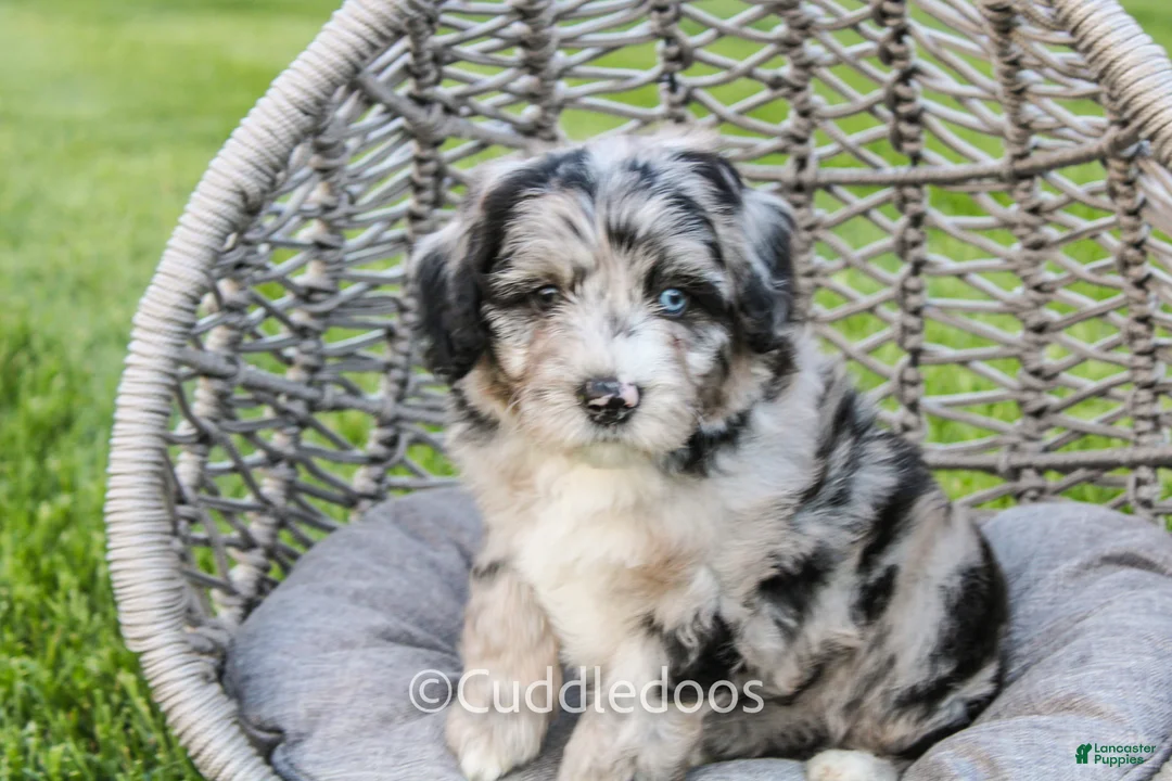 Sheepadoodle dogs for sale: Iris - Ad 1
