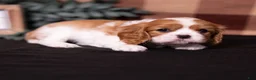 Cavalier King Charles Spaniel dogs for sale: Polly - Ad 3