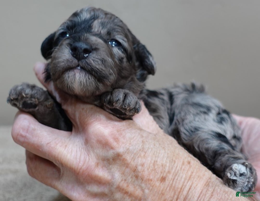 Toy Poodle dogs for sale: Millie - Ad 9