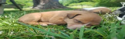 Mixed Breed dogs for sale: Mixed Breed Puppy 8 - Ad 5