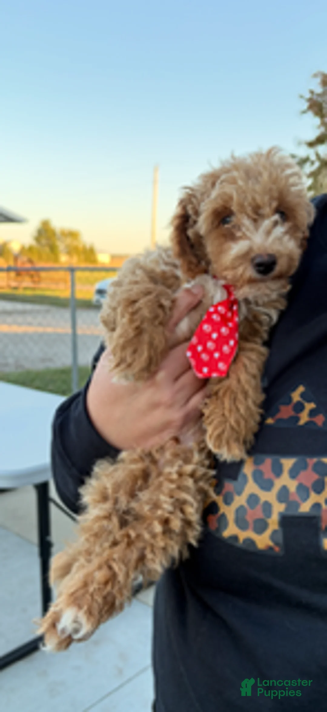 Miniature Poodle dogs for sale: Tucker - Ad 1
