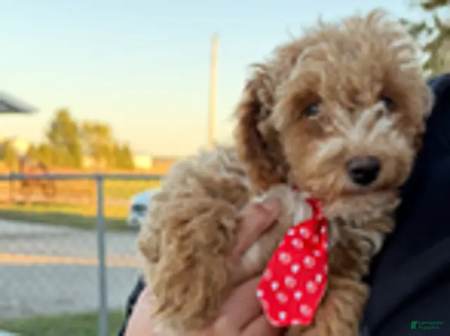 Miniature Poodle dogs for sale: Tucker - Ad 1