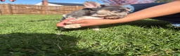 French Bulldog dogs for sale: French Bulldog Puppy  - Ad 6