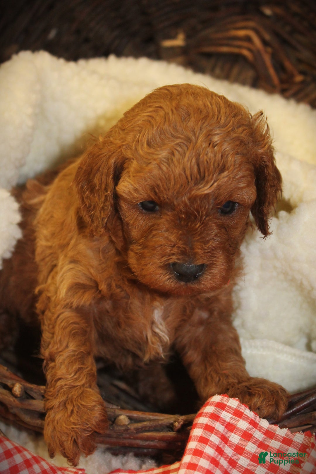 Cavapoo dogs for sale: Toby - Ad 5
