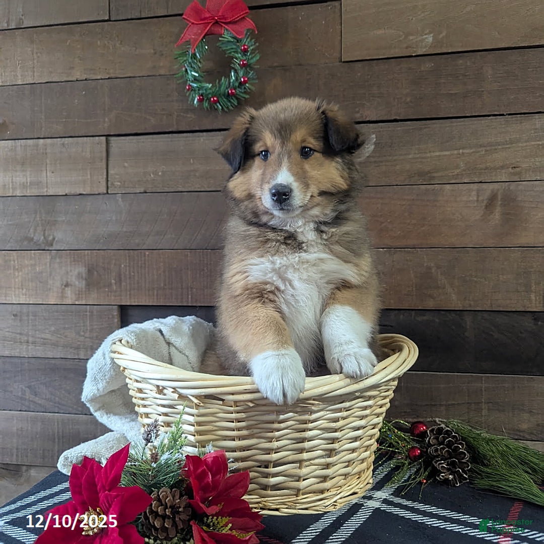 Mixed Breed dogs for sale: Addie - Ad 3