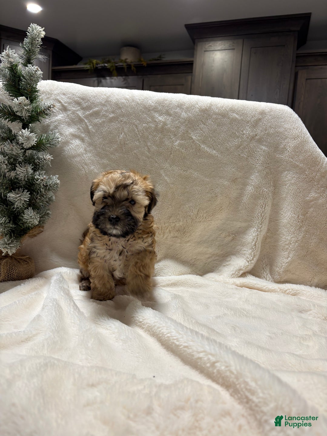 Mixed Breed dogs for sale: bo - Ad 3