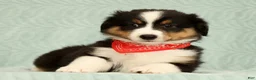 Miniature Australian Shepherd dogs for sale: Carter - Ad 1