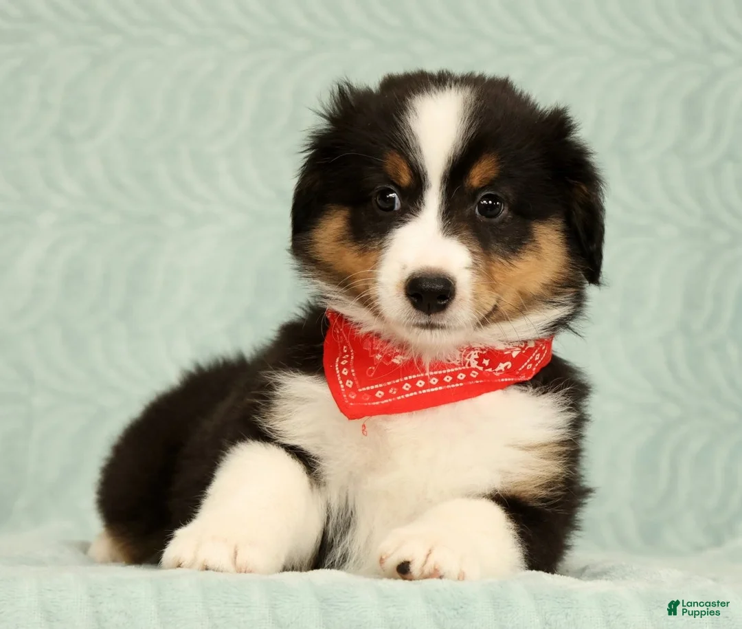 Miniature Australian Shepherd dogs for sale: Carter - Ad 1