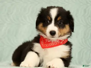 Miniature Australian Shepherd dogs Carter - Ad 1