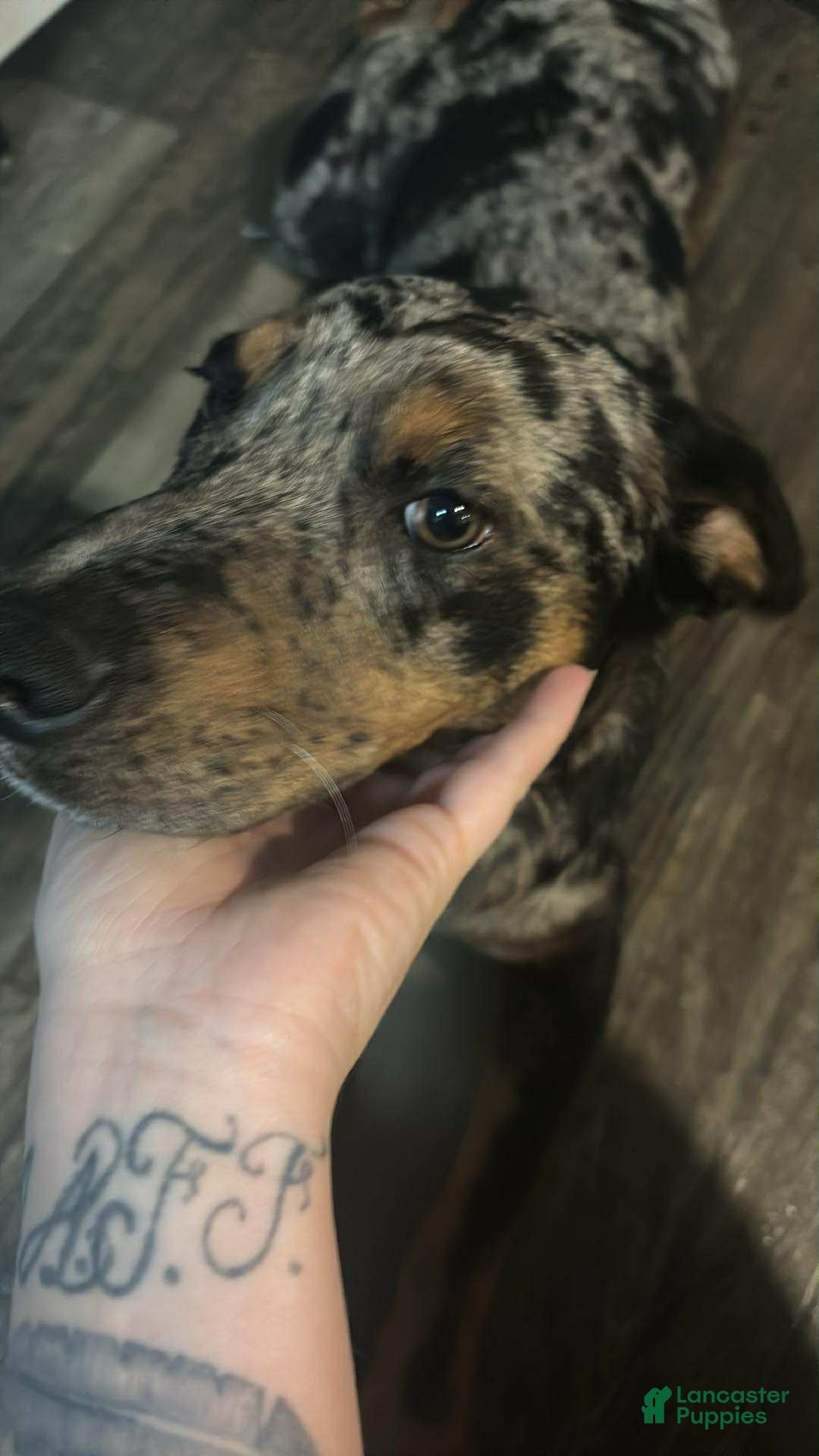 Mixed Breed dogs for sale: Casper - Ad 5