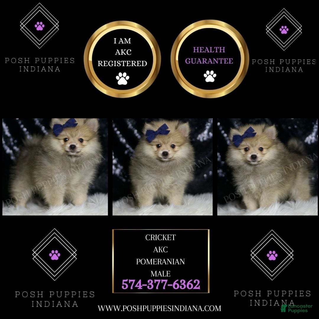 Pomeranian dogs Cricket - Ad 2