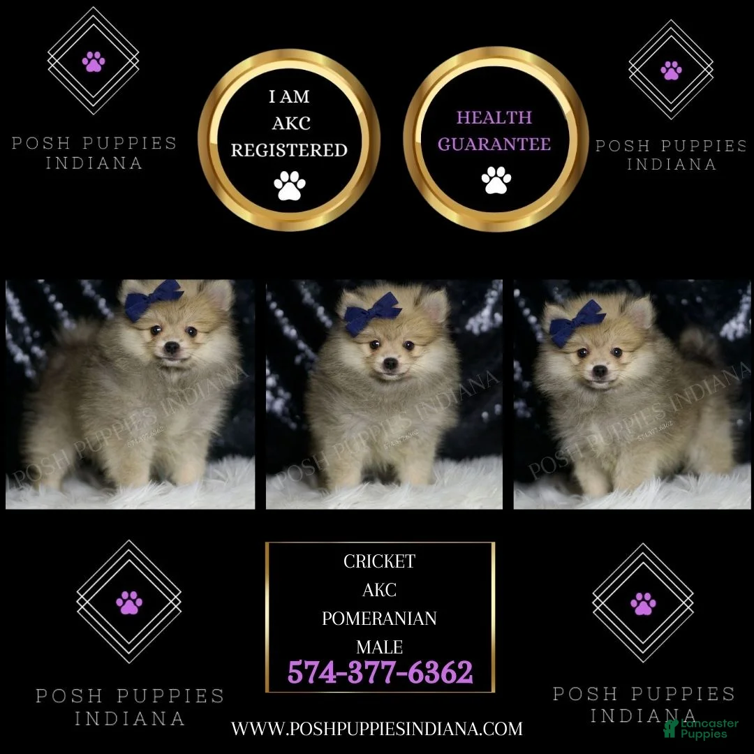 Pomeranian dogs for sale: Cricket - Ad 2