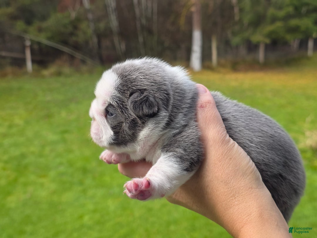 French Bulldog dogs for sale: Sven- a Blue Big Rope Frenchie - Ad 4