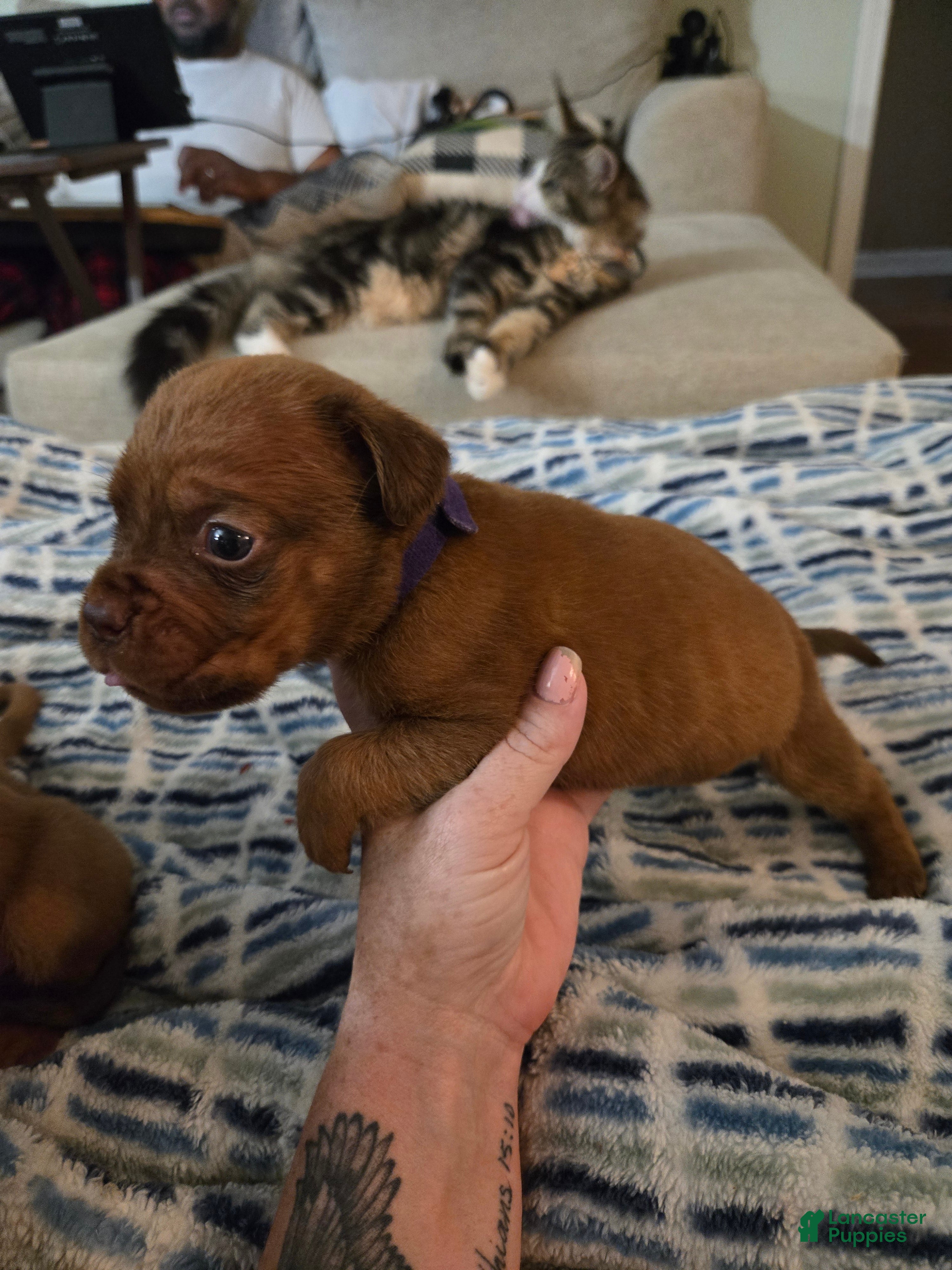 Bullmastiff dogs Purple Female - Ad 2