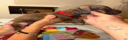 Mixed Breed dogs for sale: Mixed Breed 3 - Ad 2