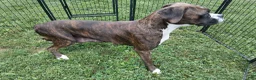 Boxer dogs for sale: Molly - Ad 3