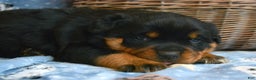 Rottweiler dogs for sale: Rottweiler Puppy 3 Reba - Ad 1