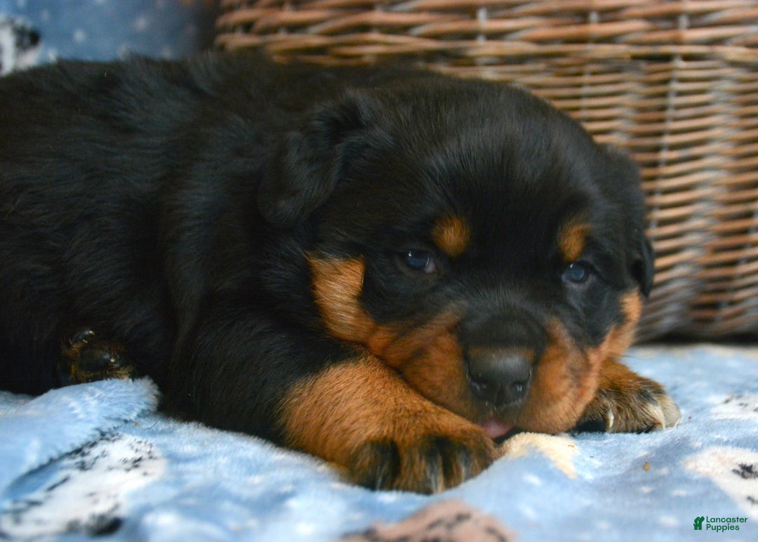 Rottweiler dogs for sale: Rottweiler Puppy 3 Reba - Ad 1