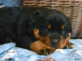 Rottweiler dogs Rottweiler Puppy 3 Reba - Ad 17