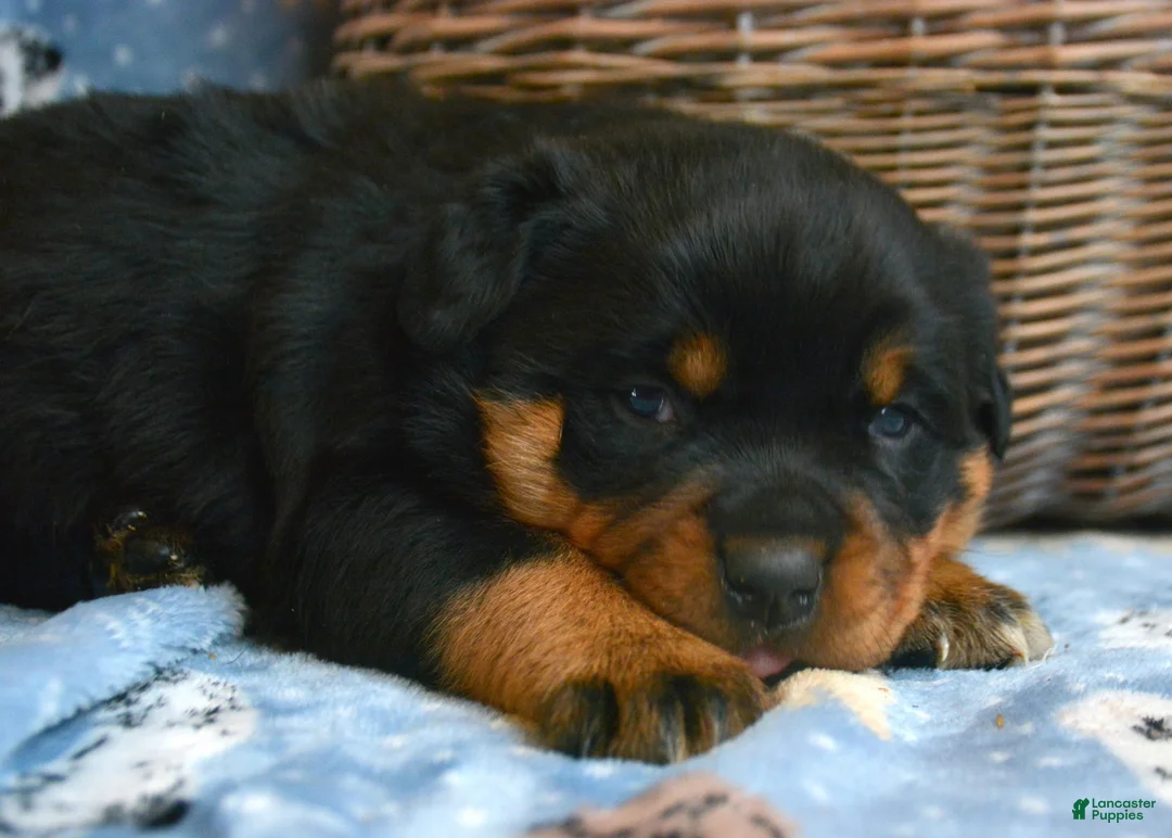Rottweiler dogs for sale: Rottweiler Puppy 3 Reba - Ad 2