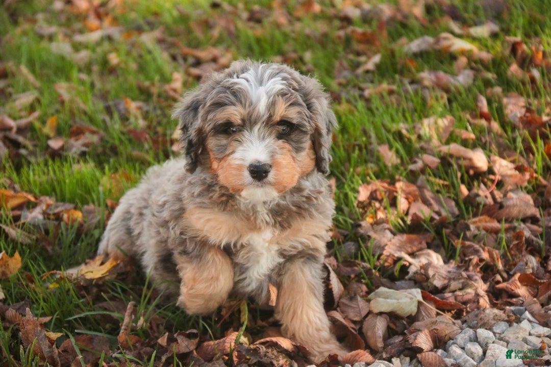 Mini Bernedoodle dogs Barley F1 Mini Bernedoodle  - Ad 1