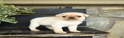 Pug dogs for sale: Frido - Ad 3