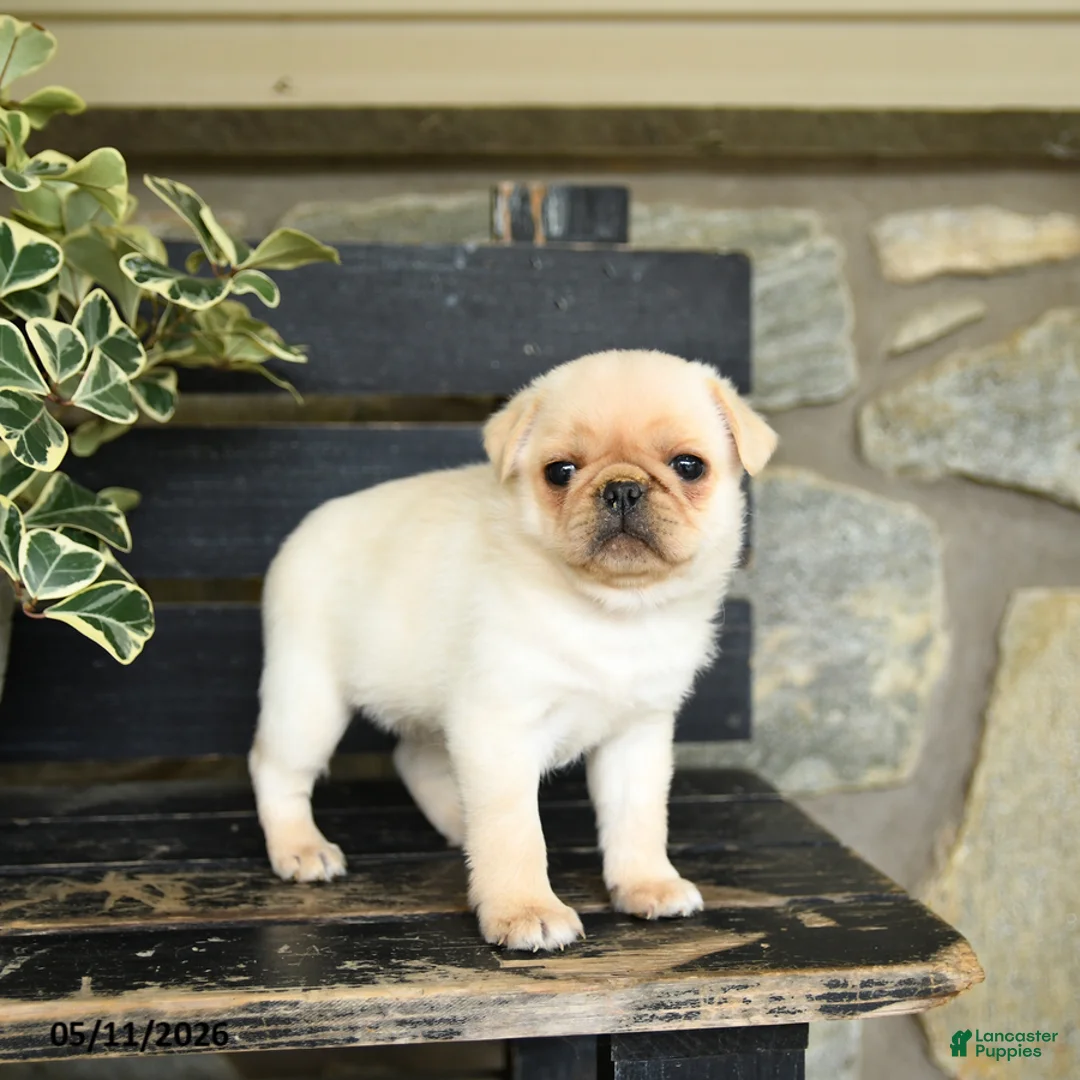 Pug dogs for sale: Frido - Ad 3