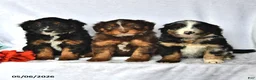 Mixed Breed dogs for sale: Allie - Ad 5
