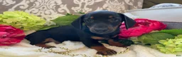 Miniature Dachshund dogs for sale: Prince - Ad 7
