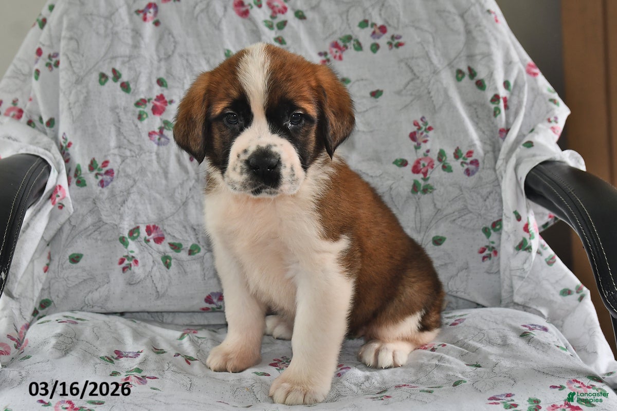 Saint Bernard dogs Lilac - Ad 2