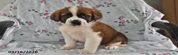Saint Bernard dogs for sale: Lilac - Ad 2