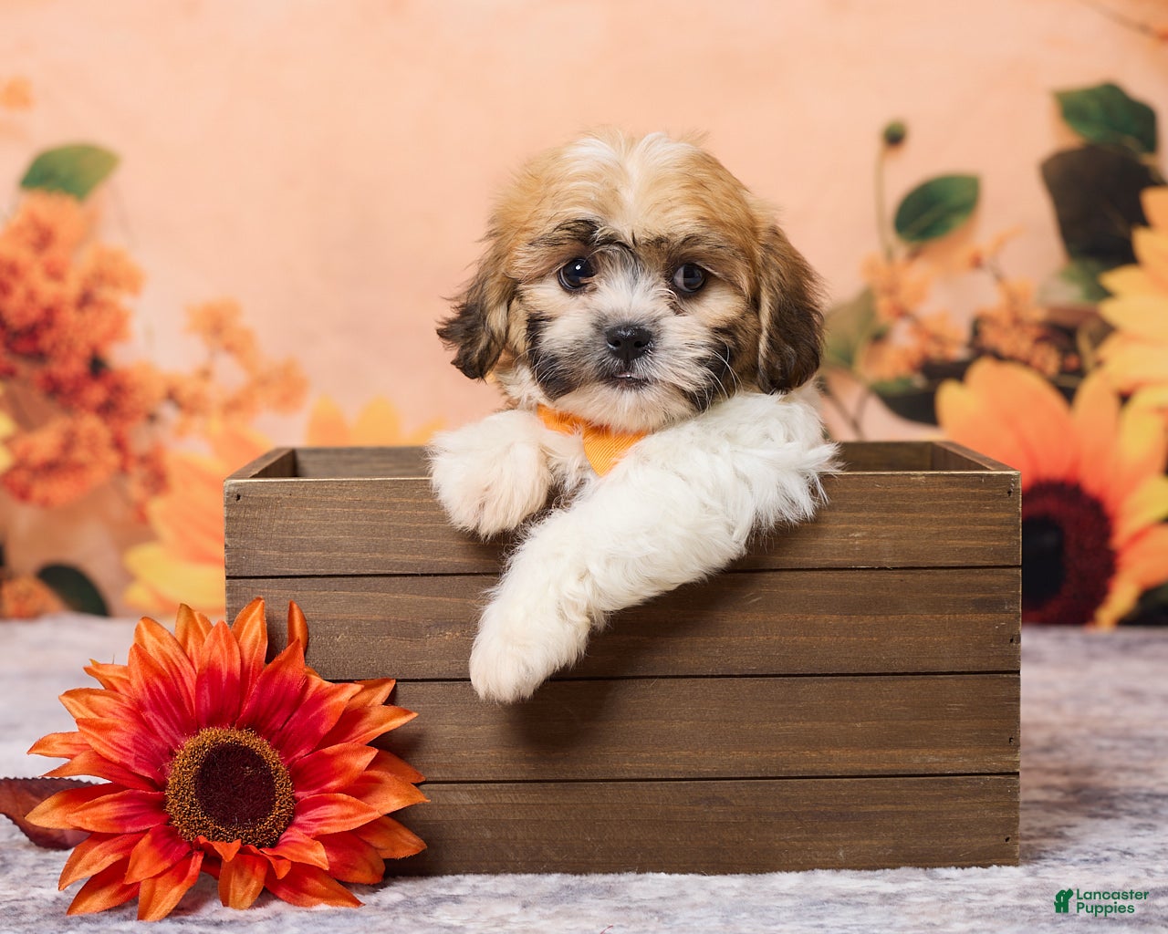 Teddy Bear dogs for sale: Tobey - Ad 1