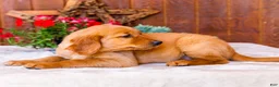 Golden Retriever dogs for sale: Rose - Ad 4