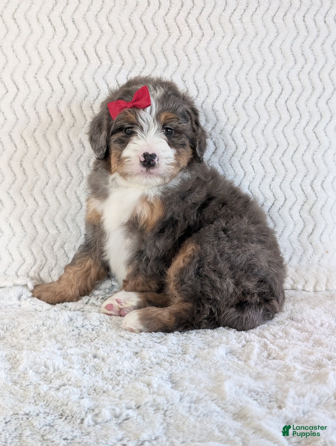 Mini Bernedoodle dogs for sale: Mini Wyatt  - Ad 15