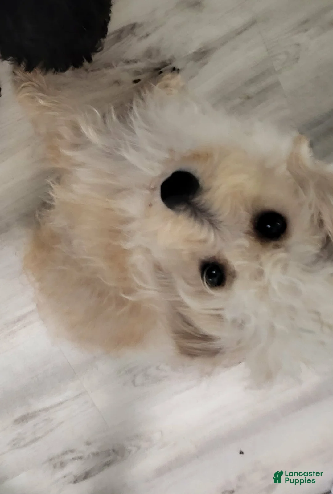 Chipoo dogs for sale: Chipoo Puppy 2 - Ad 17