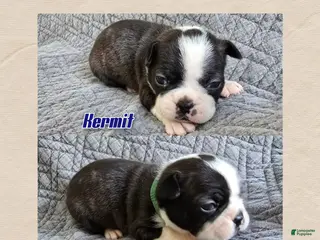 Frenchton dogs Kermit - Ad 42