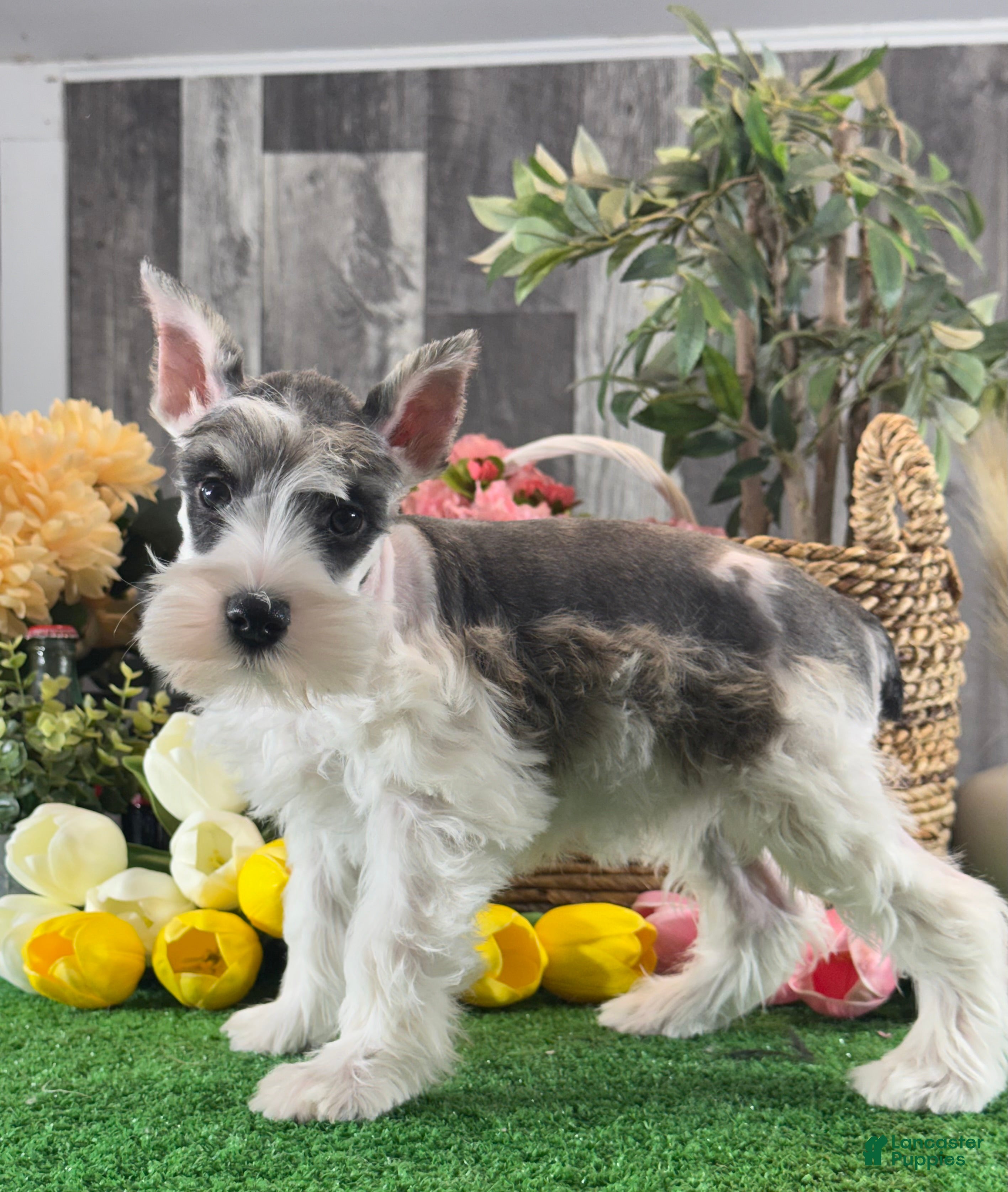 Miniature Schnauzer dogs Melody  - Ad 15