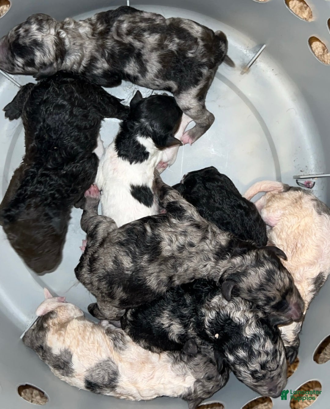 Standard Poodle dogs for sale: Standard Poodle Puppy 8 - Ad 1