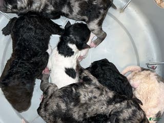 Standard Poodle dogs Standard Poodle Puppy 8 - Ad 4